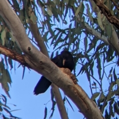 Corcorax melanorhamphos (White-winged Chough) at Moorwatha, NSW - 4 Nov 2021 by Darcy