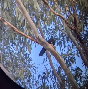 Corcorax melanorhamphos at Moorwatha, NSW - 5 Nov 2021