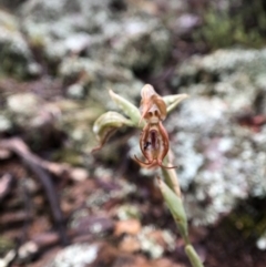 Oligochaetochilus hamatus at Coree, ACT - 5 Nov 2021