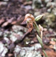 Oligochaetochilus hamatus at Coree, ACT - 5 Nov 2021