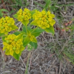 Euphorbia oblongata (Egg-leaf Spurge) at Tuggeranong Creek to Monash Grassland - 3 Nov 2021 by JanetRussell