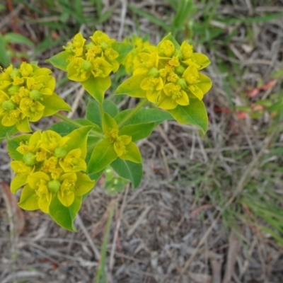 Euphorbia oblongata (Egg-leaf Spurge) at Monash, ACT - 3 Nov 2021 by JanetRussell