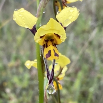 Diuris sulphurea (Tiger Orchid) at Conder, ACT - 5 Nov 2021 by Shazw