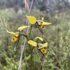 Diuris sulphurea at Conder, ACT - 5 Nov 2021