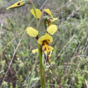 Diuris sulphurea at Conder, ACT - 5 Nov 2021