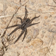 Tasmanicosa sp. (genus) (Tasmanicosa wolf spider) at Stromlo, ACT - 2 Nov 2021 by SWishart