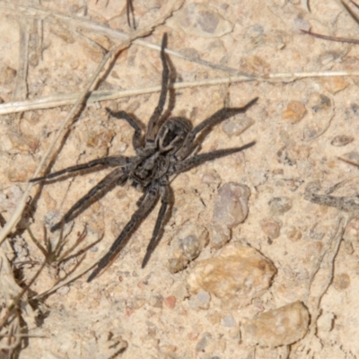Tasmanicosa sp. (genus) (Tasmanicosa wolf spider) at Stromlo, ACT - 2 Nov 2021 by SWishart