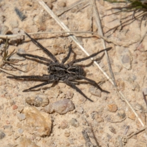 Tasmanicosa sp. (genus) at Stromlo, ACT - 2 Nov 2021