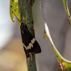 Nyctemera amicus at Stromlo, ACT - 2 Nov 2021