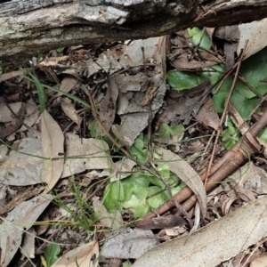 Corysanthes sp. at suppressed - suppressed