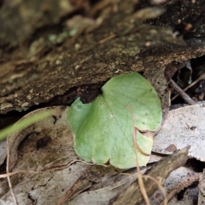 Corysanthes sp. at suppressed - suppressed