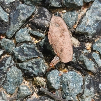 Oecophoridae (family) (Unidentified Oecophorid concealer moth) at Bicentennial Park - 25 Oct 2021 by Paul4K