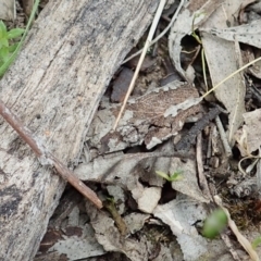 Tetrigidae (family) (Pygmy grasshopper) at Bango, NSW - 2 Nov 2021 by CathB