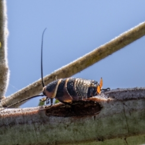 Ellipsidion australe at Stromlo, ACT - 2 Nov 2021 11:08 AM