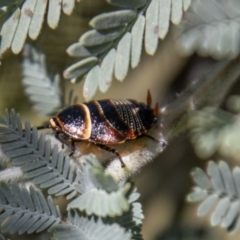 Ellipsidion australe at Stromlo, ACT - 2 Nov 2021 11:08 AM