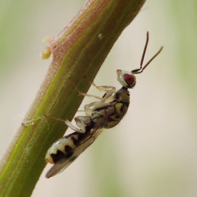Torymidae (family) (Torymid wasp) at Aranda Bushland - 3 Nov 2021 by CathB
