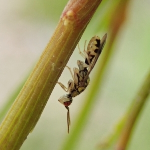 Torymidae (family) at Cook, ACT - 3 Nov 2021