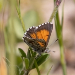 Lucia limbaria (Chequered Copper) at Stromlo, ACT - 2 Nov 2021 by SWishart