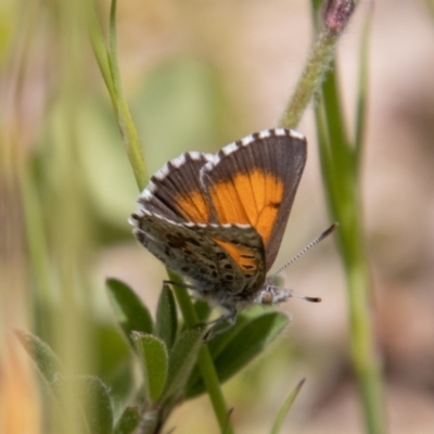 Lucia limbaria (Chequered Copper) at Stromlo, ACT - 2 Nov 2021 by SWishart