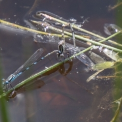 Austrolestes leda (Wandering Ringtail) at Stromlo, ACT - 2 Nov 2021 by SWishart