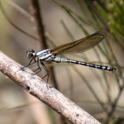 Diphlebia nymphoides (Arrowhead Rockmaster) at Lower Molonglo - 3 Nov 2021 by SWishart