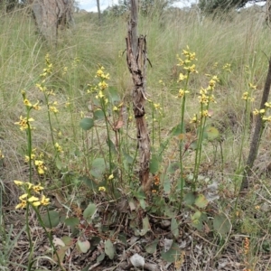 Diuris sulphurea at Cook, ACT - suppressed