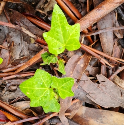 Hedera sp. (helix or hibernica) (Ivy) at Isaacs, ACT - 5 Nov 2021 by Mike