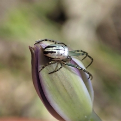 Leucauge dromedaria (Silver dromedary spider) at Bango, NSW - 2 Nov 2021 by CathB