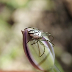 Leucauge dromedaria at Bango, NSW - 2 Nov 2021