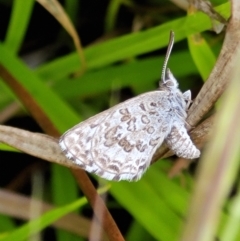 Lucia limbaria (Chequered Copper) at Molonglo River Reserve - 5 Nov 2021 by tpreston