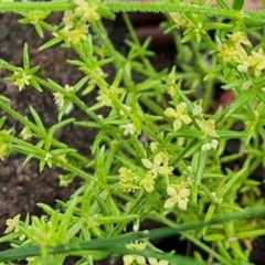 Galium gaudichaudii subsp. gaudichaudii (Rough Bedstraw) at Isaacs, ACT - 5 Nov 2021 by Mike