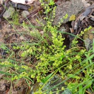 Galium gaudichaudii subsp. gaudichaudii at Isaacs, ACT - 5 Nov 2021