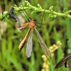 Harpobittacus australis (Hangingfly) at Molonglo River Reserve - 5 Nov 2021 by tpreston