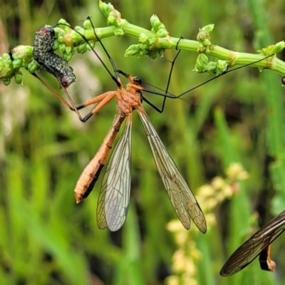 Harpobittacus australis (Hangingfly) at Stromlo, ACT - 5 Nov 2021 by trevorpreston