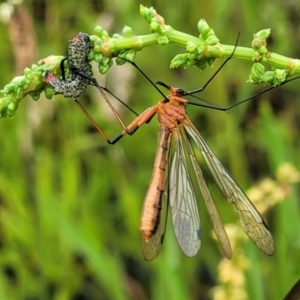 Harpobittacus australis at Stromlo, ACT - 5 Nov 2021