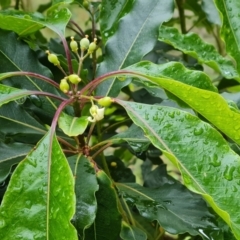 Pittosporum undulatum (Sweet Pittosporum) at Isaacs, ACT - 5 Nov 2021 by Mike