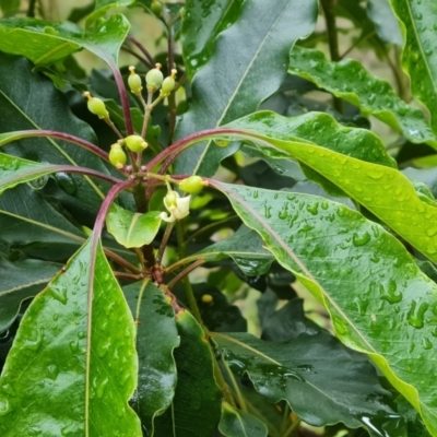 Pittosporum undulatum (sweet pittosporum) at Isaacs, ACT - 5 Nov 2021 by Mike