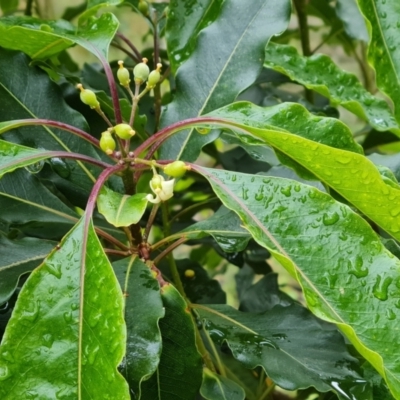 Pittosporum undulatum (Sweet Pittosporum) at Isaacs Ridge - 5 Nov 2021 by Mike