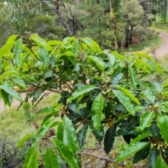 Pittosporum undulatum at Isaacs, ACT - 5 Nov 2021