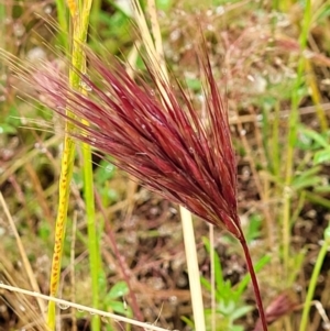 Bromus rubens at Stromlo, ACT - 5 Nov 2021 04:06 PM