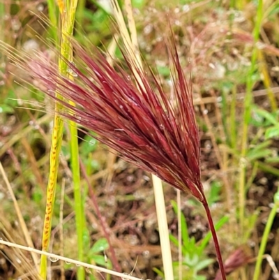 Bromus rubens (Red Brome) at Lower Molonglo - 5 Nov 2021 by trevorpreston