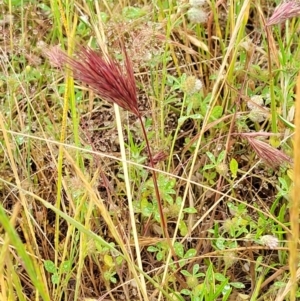 Bromus rubens at Stromlo, ACT - 5 Nov 2021 04:06 PM