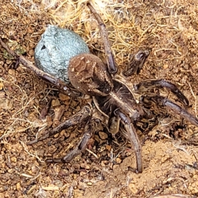 Tasmanicosa sp. (genus) (Unidentified Tasmanicosa wolf spider) at Molonglo River Reserve - 5 Nov 2021 by tpreston