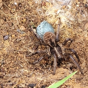 Tasmanicosa sp. (genus) at Stromlo, ACT - 5 Nov 2021