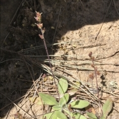 Plantago hispida (Hairy Plantain) at Bungonia, NSW - 31 Oct 2021 by Tapirlord