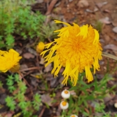 Podolepis jaceoides (Showy Copper-wire Daisy) at Karabar, NSW - 5 Nov 2021 by SteveWhan