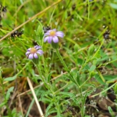 Vittadinia cuneata var. cuneata (Fuzzy New Holland Daisy) at Isaacs, ACT - 5 Nov 2021 by Mike