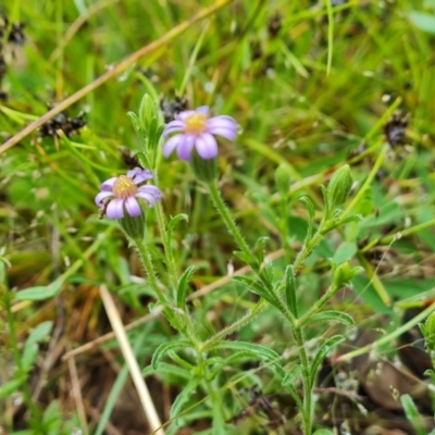 Vittadinia cuneata var. cuneata (Fuzzy New Holland Daisy) at Isaacs Ridge - 5 Nov 2021 by Mike