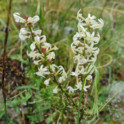 Stackhousia monogyna (Creamy Candles) at Isaacs Ridge - 5 Nov 2021 by Mike