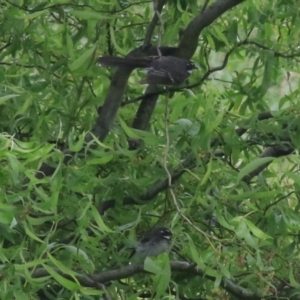 Rhipidura albiscapa at Goulburn, NSW - 5 Nov 2021